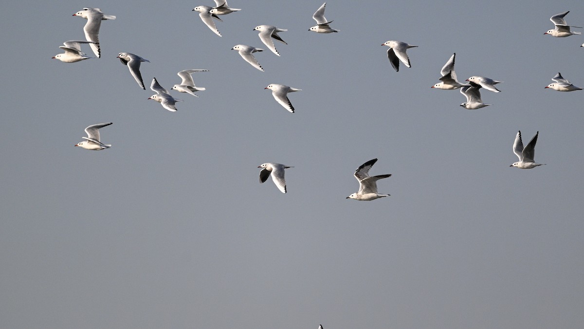 Gaviota Relicta - ML646783982