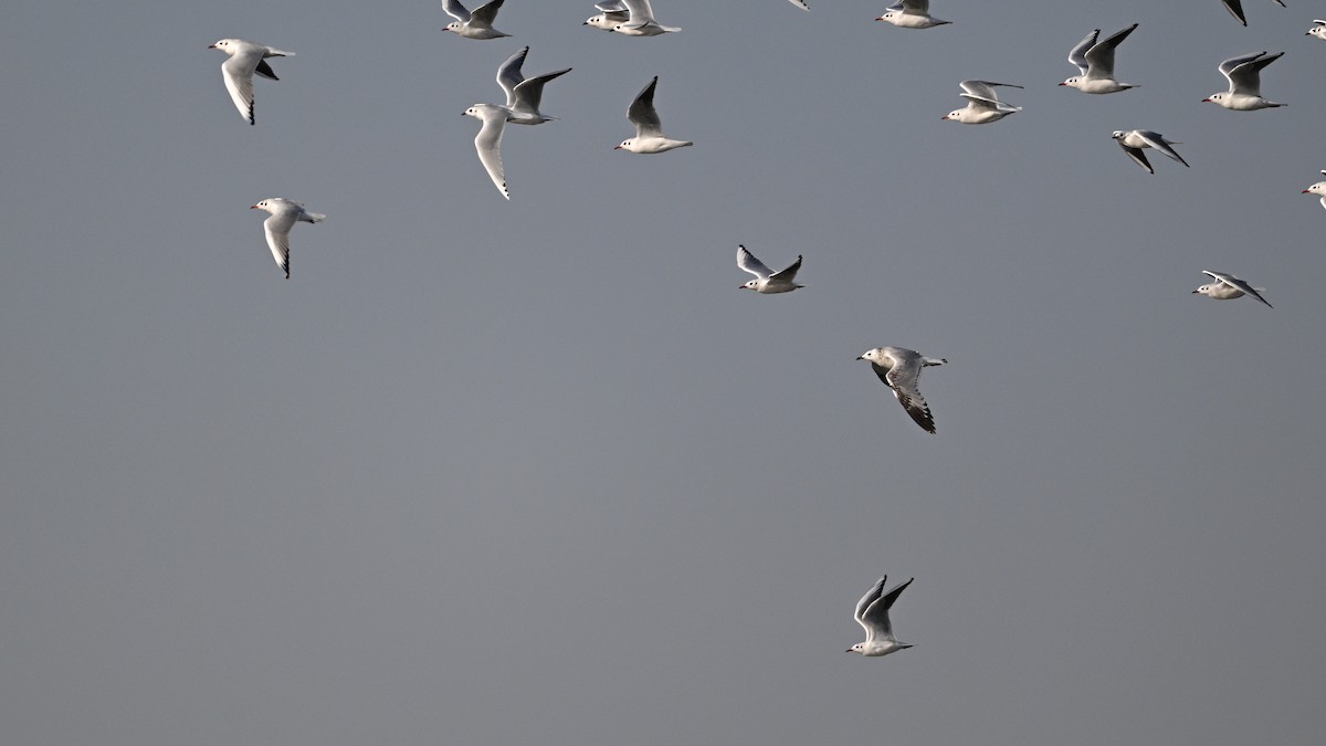 Gaviota Relicta - ML646783983