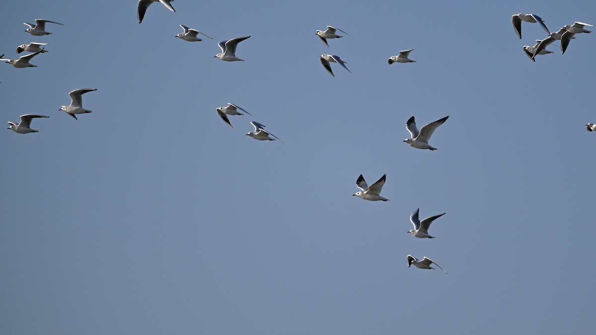 Gaviota Relicta - ML646783984