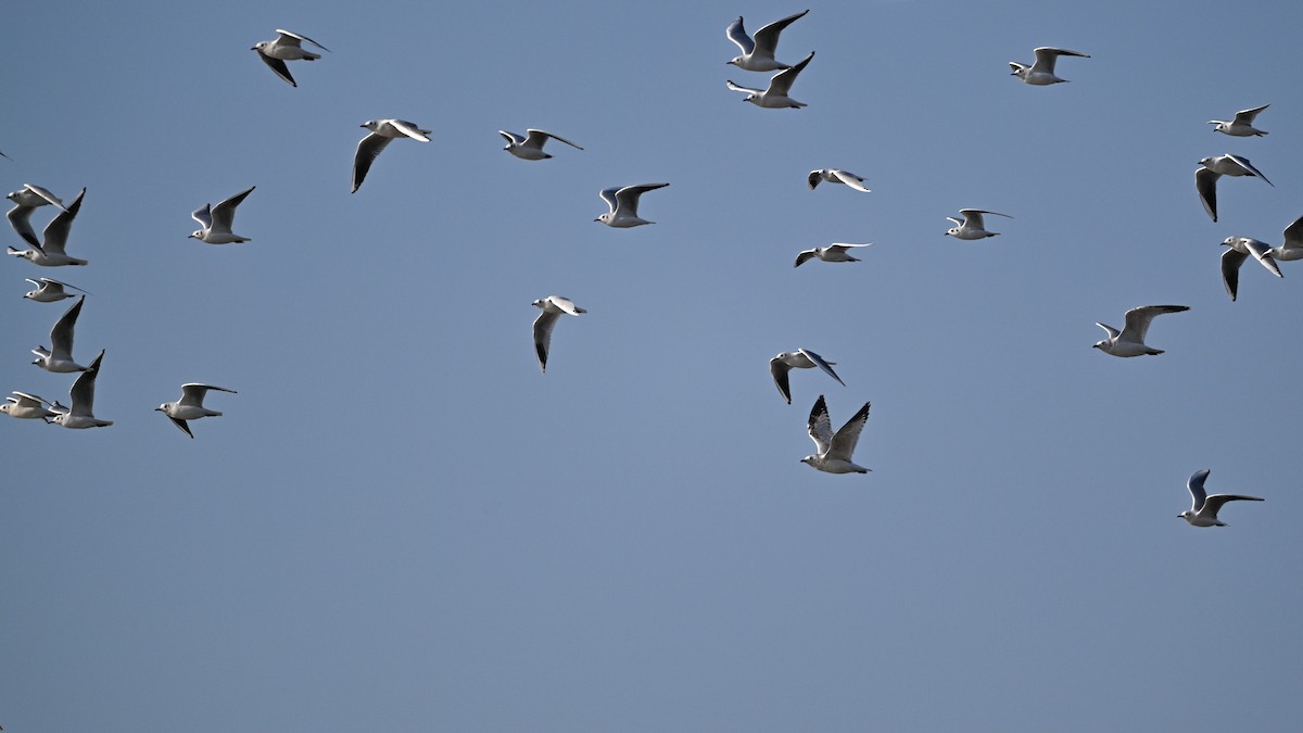 Gaviota Relicta - ML646783985