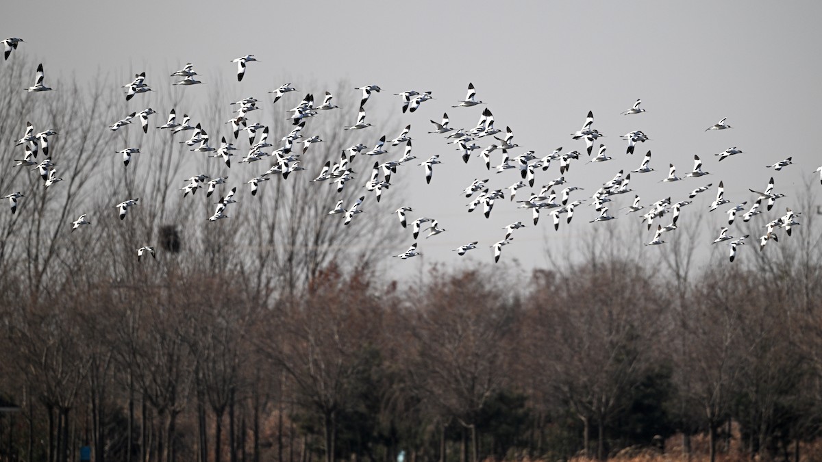 Avoceta Común - ML646783986