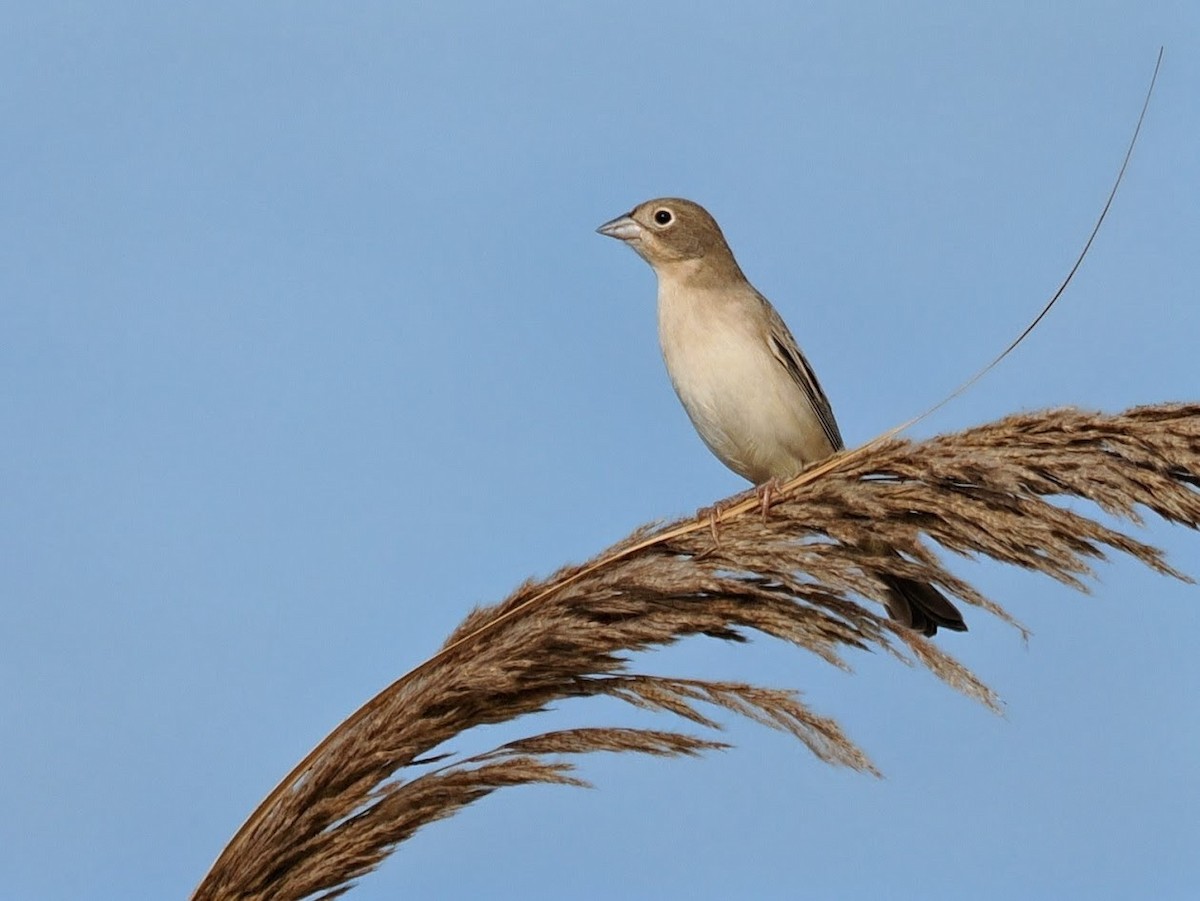 Escribano Carirrojo - ML646783995