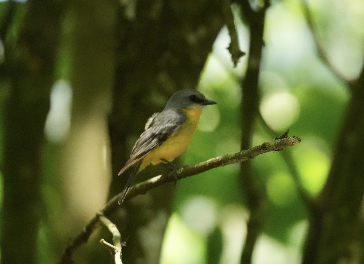 Petroica Amarilla - ML646783996