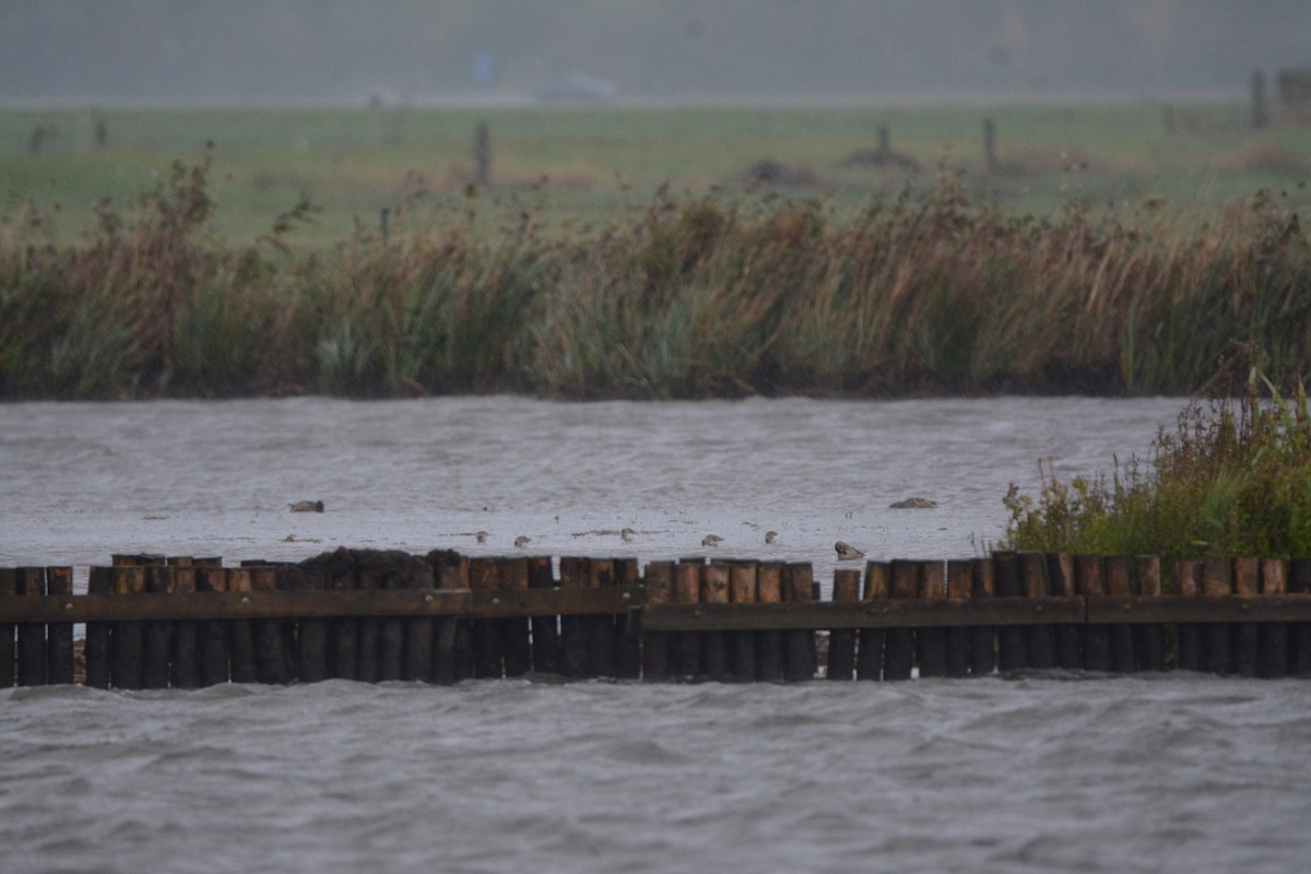 Correlimos Común - ML646783998