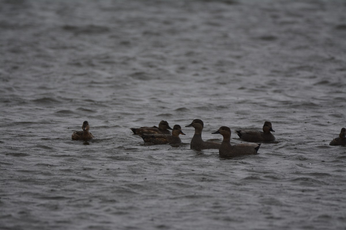 Ánade Friso - ML646784000