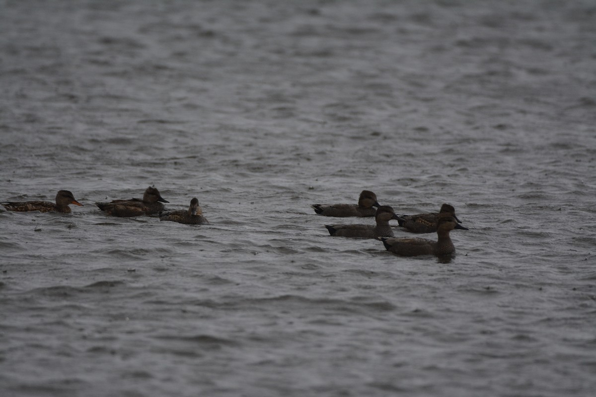 Ánade Friso - ML646784001