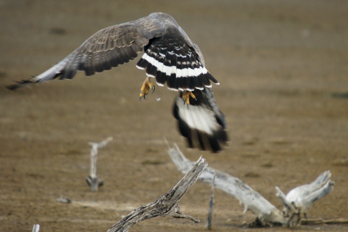 Busardo Cubano - ML646784002