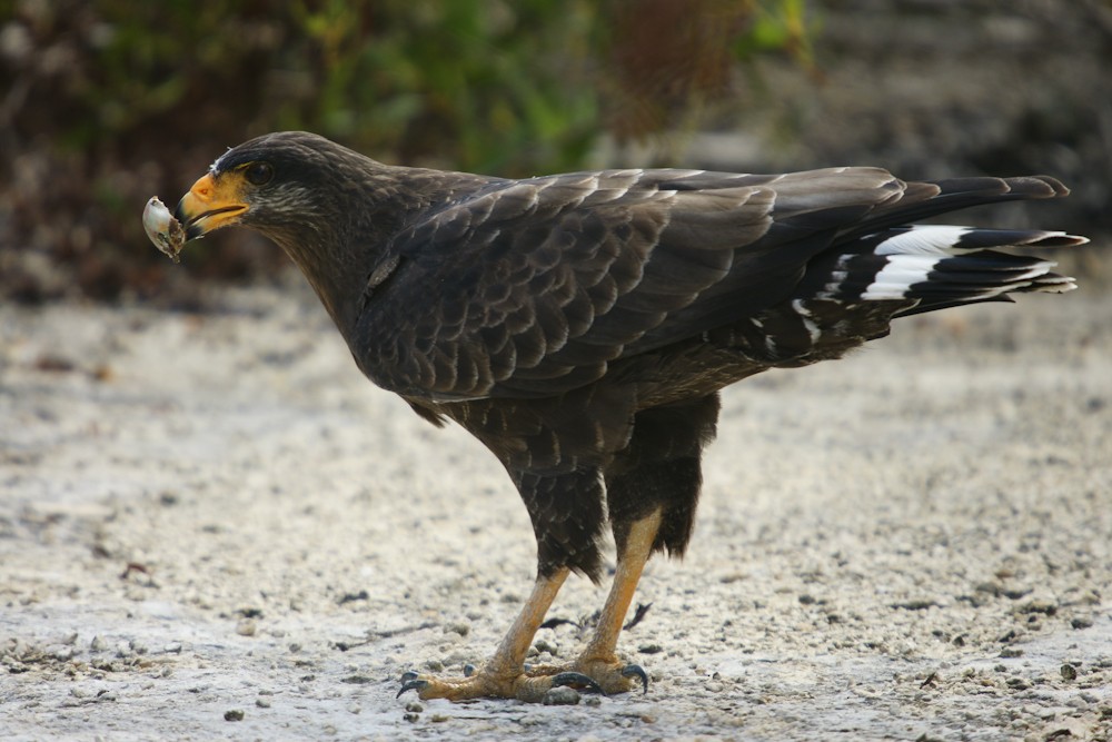 Busardo Cubano - ML646784003