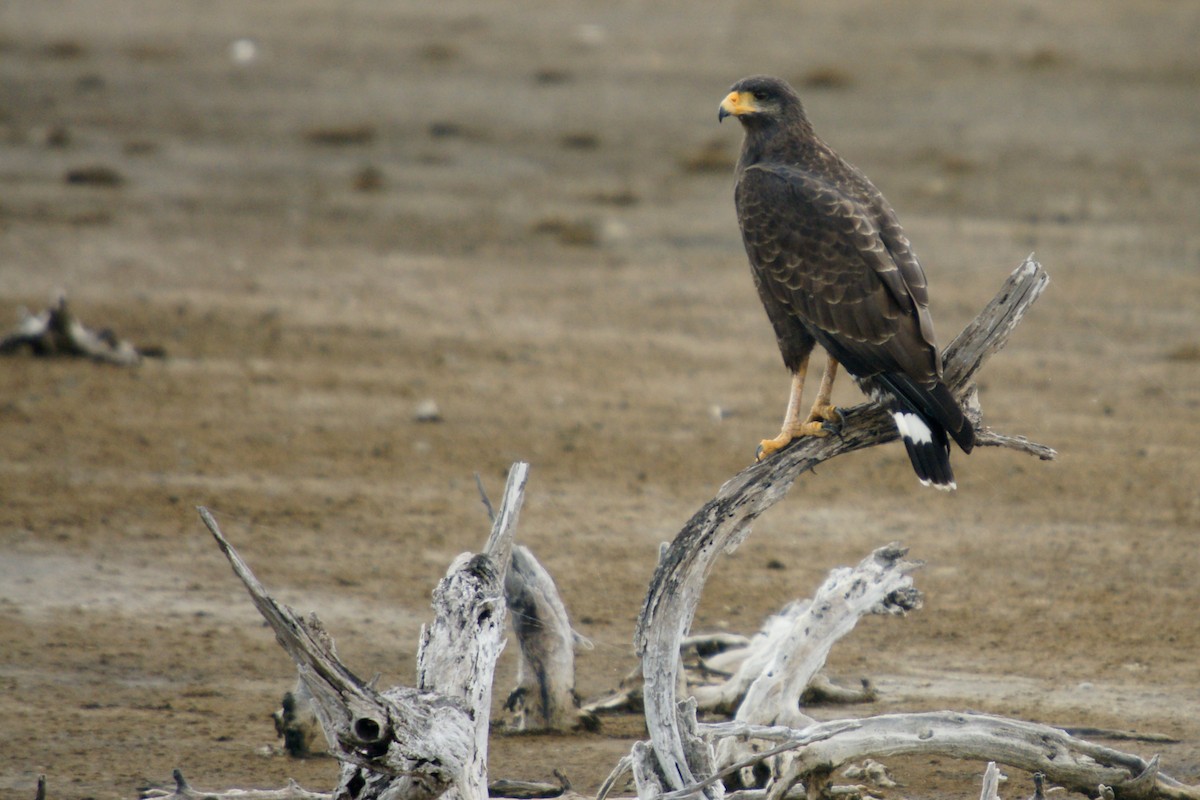 Busardo Cubano - ML646784004