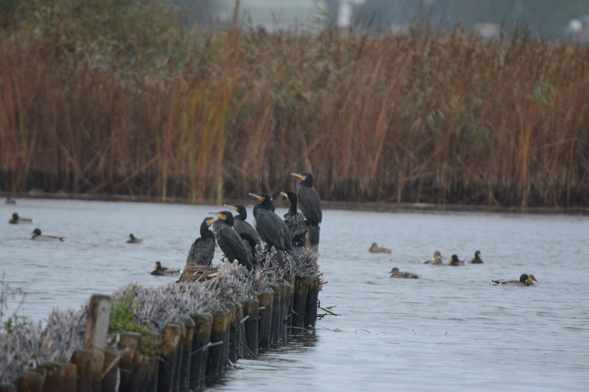 Cormorán Grande - ML646784005