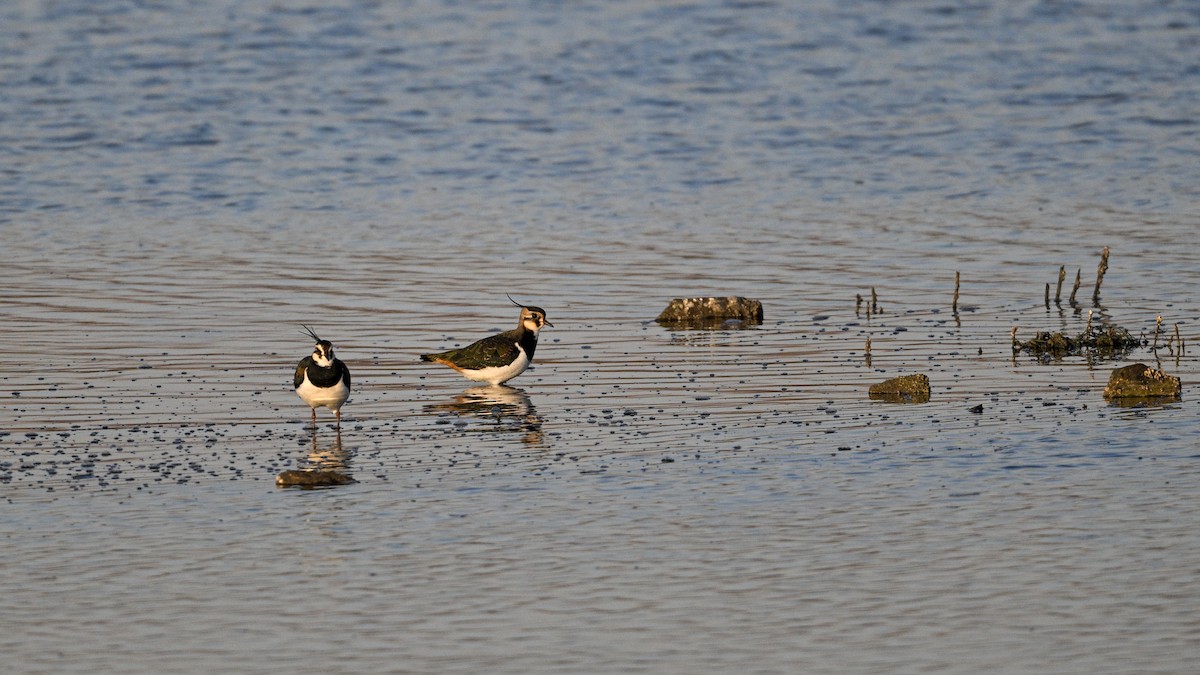 Avefría Europea - ML646784006