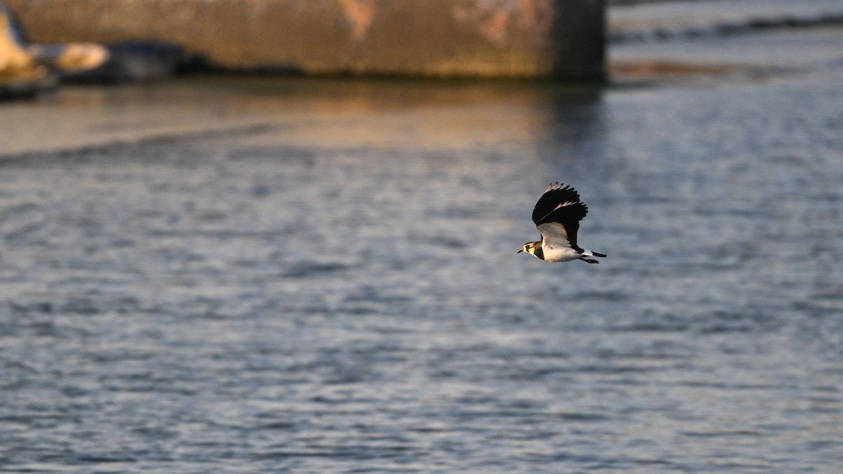 Avefría Europea - ML646784009