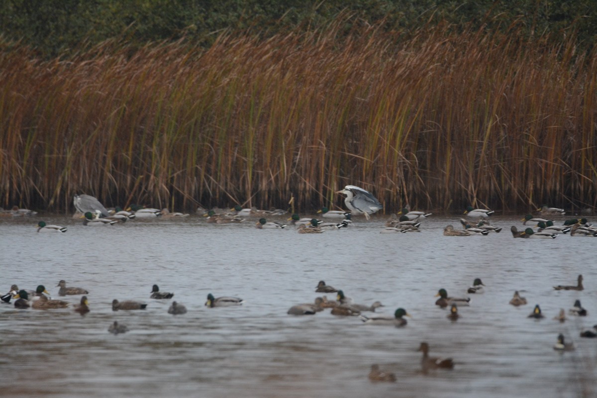 Garza Real - ML646784018