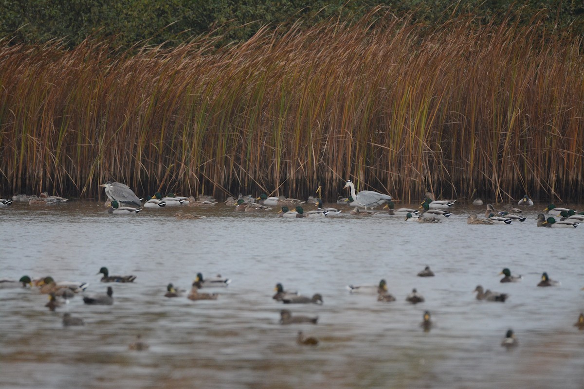 Germano reale - ML646784019