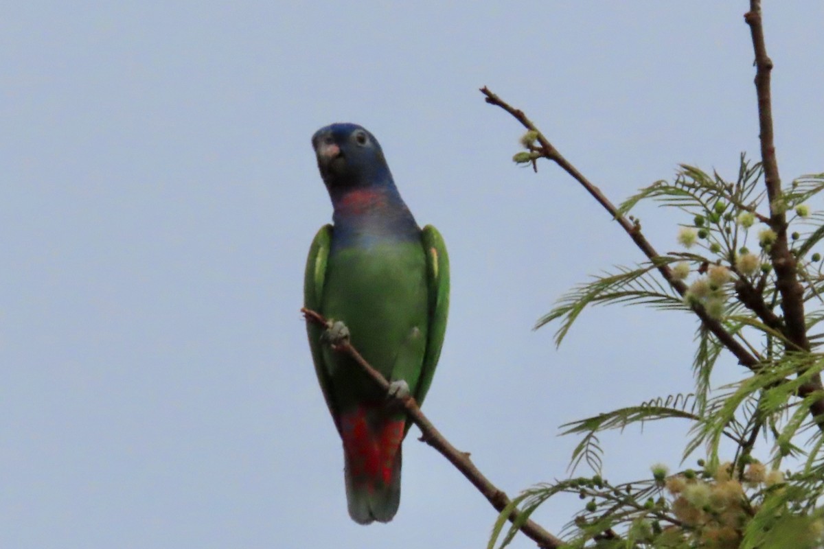 Blue-headed Parrot - ML646784020