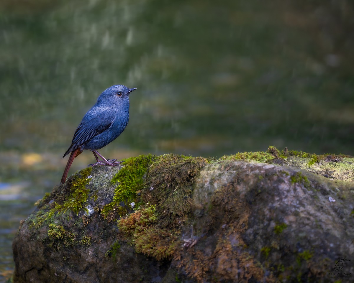Plumbeous Redstart - ML646784021