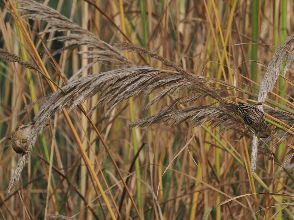 Baya Weaver - ML646784022