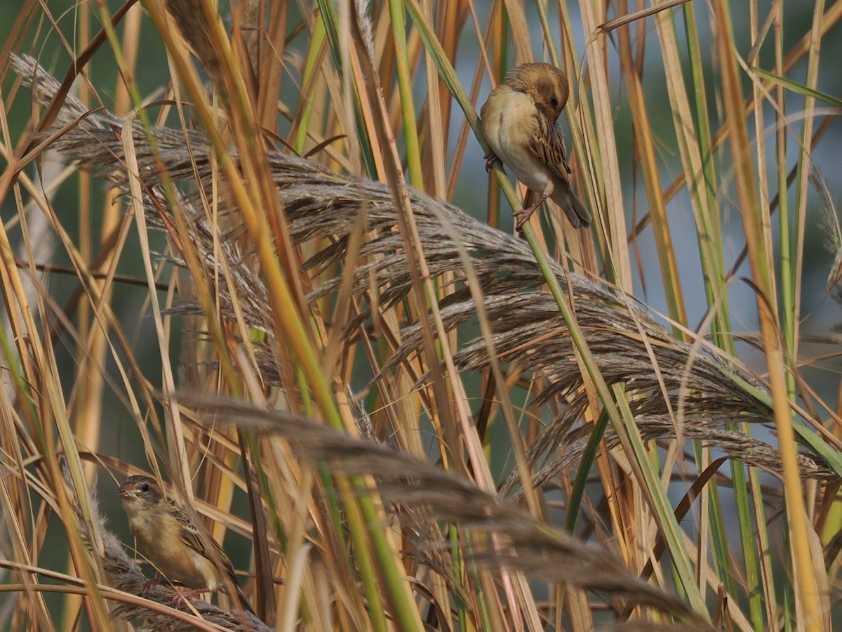 Baya Weaver - ML646784023