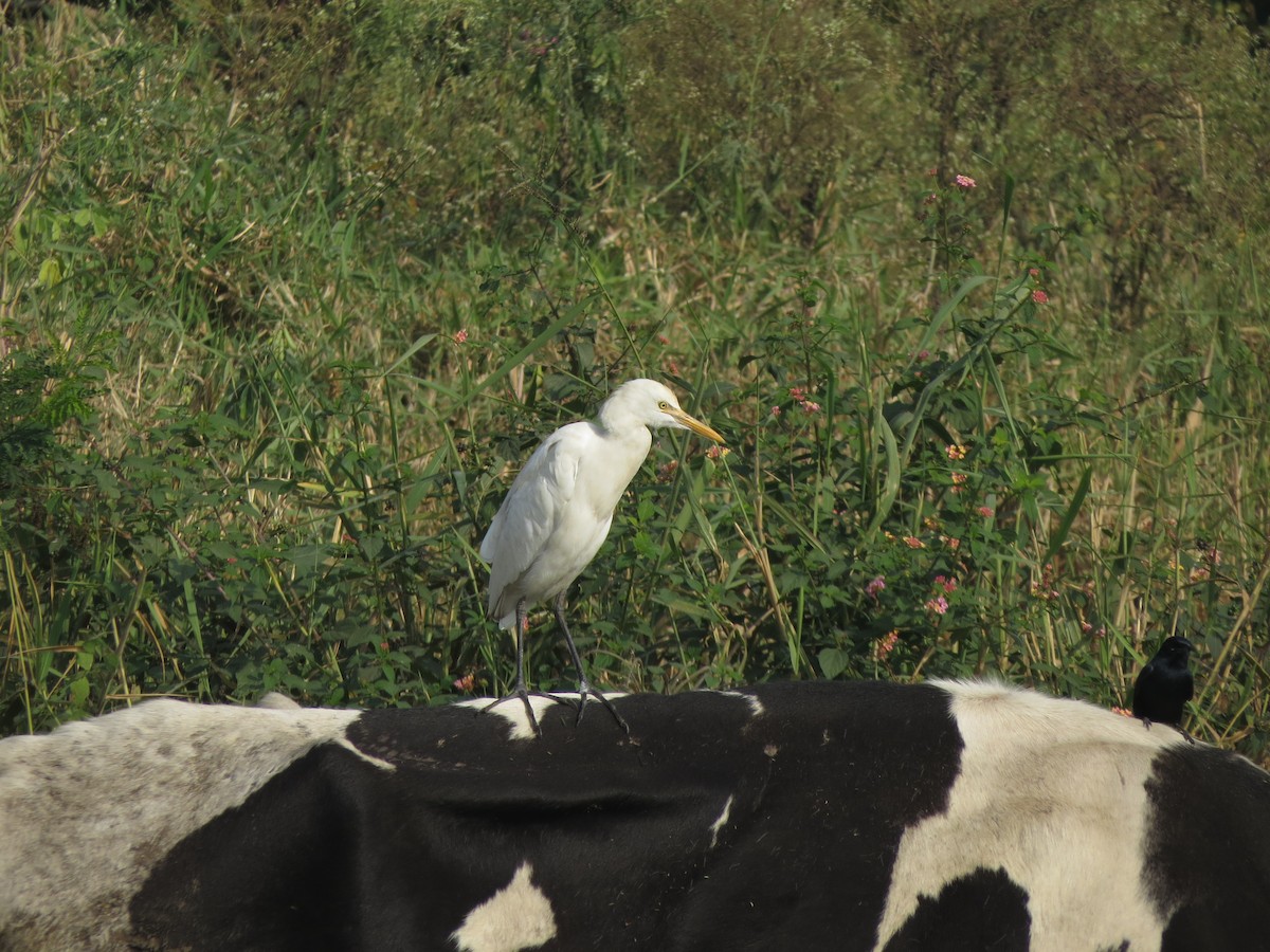 Eastern Cattle-Egret - ML646784024