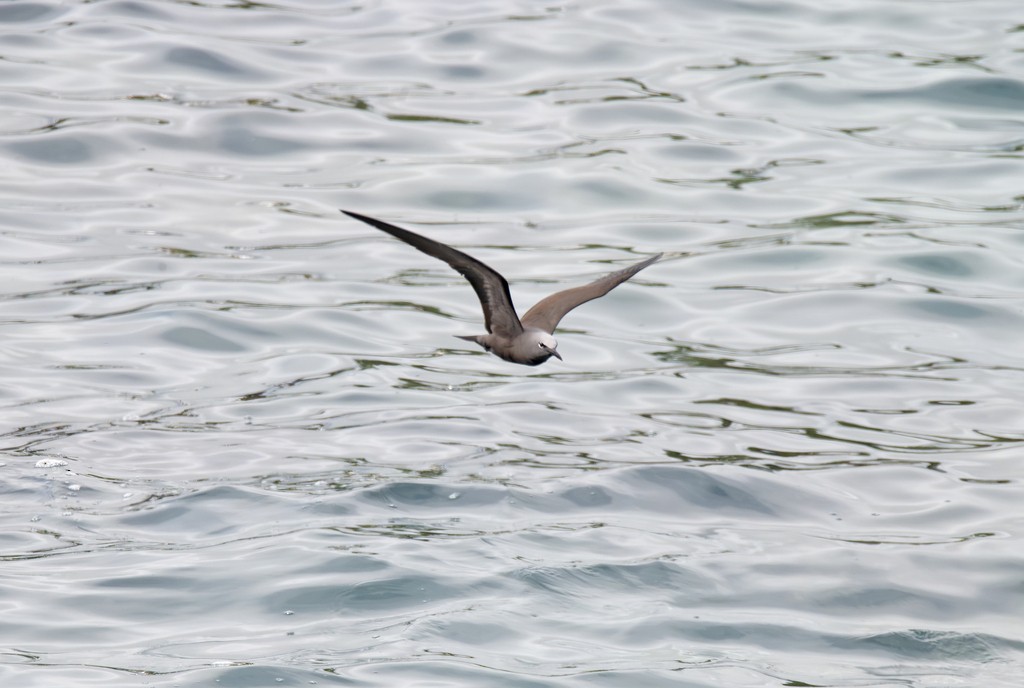 玄燕鷗 - ML646784026