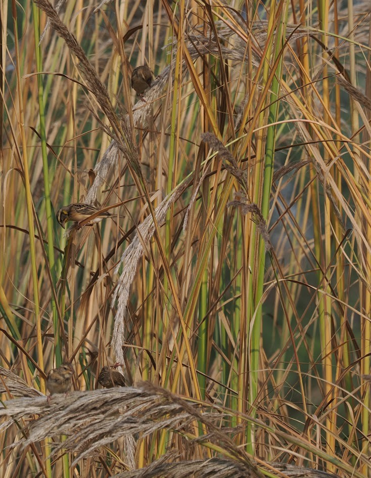 Black-breasted Weaver - ML646784027