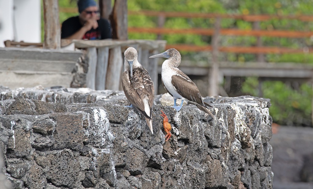 Blue-footed Booby - ML646784037