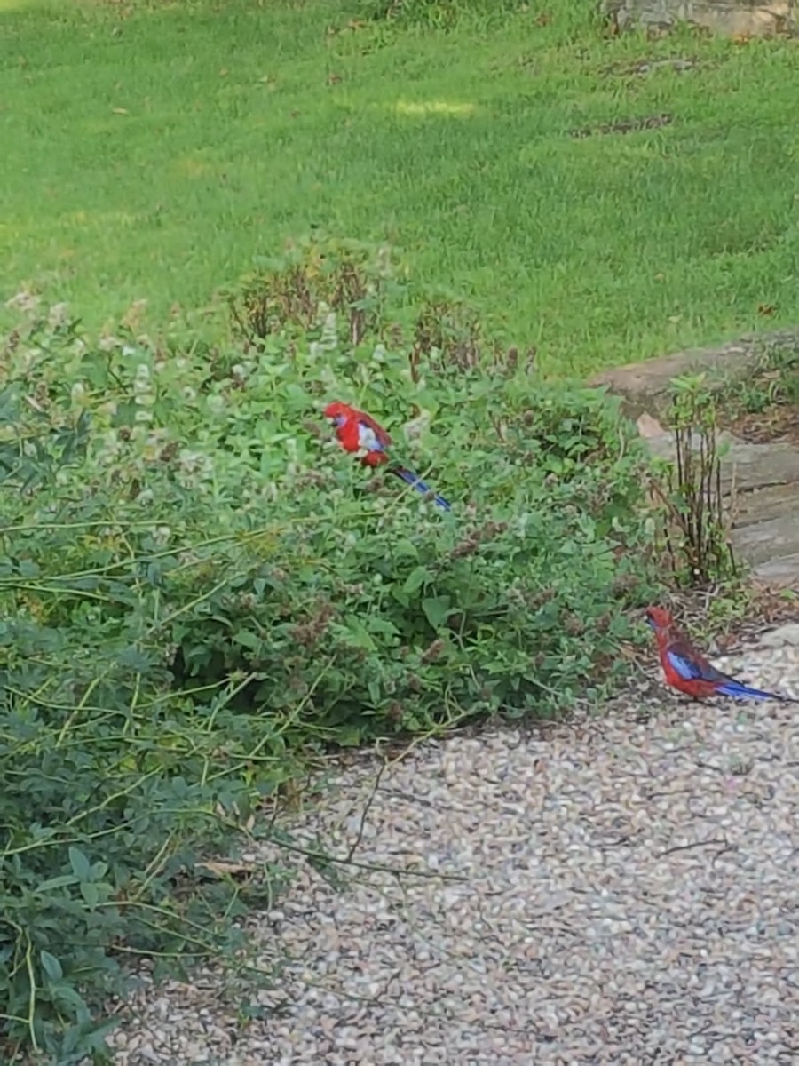 rødrosella - ML646784043