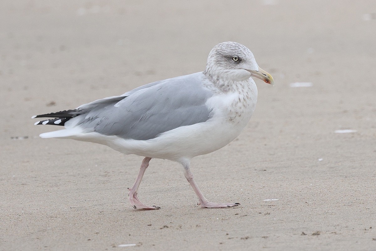 Gabbiano reale nordico - ML646784044