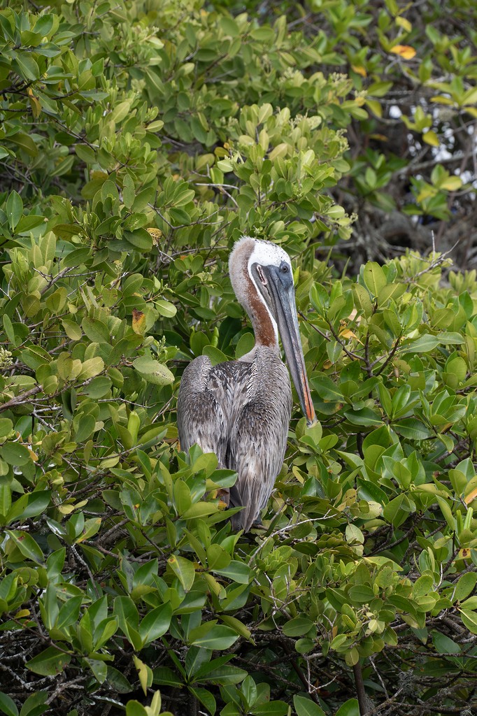 Brown Pelican (Galapagos) - ML646784045