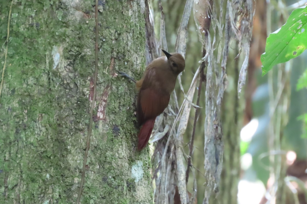 Plain-brown Woodcreeper - ML646784047