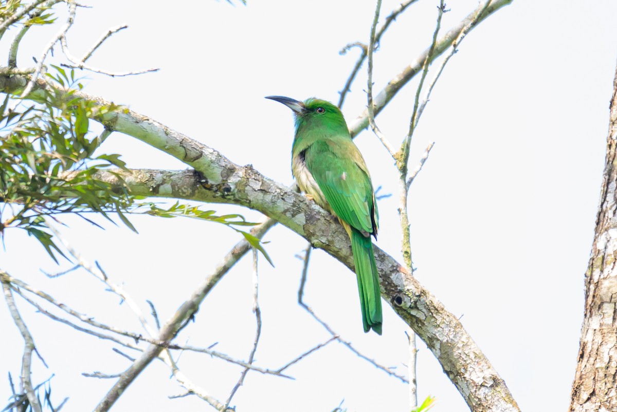 Guêpier à barbe bleue - ML646784054