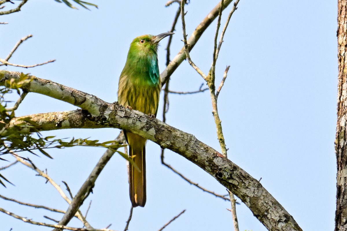 Guêpier à barbe bleue - ML646784055