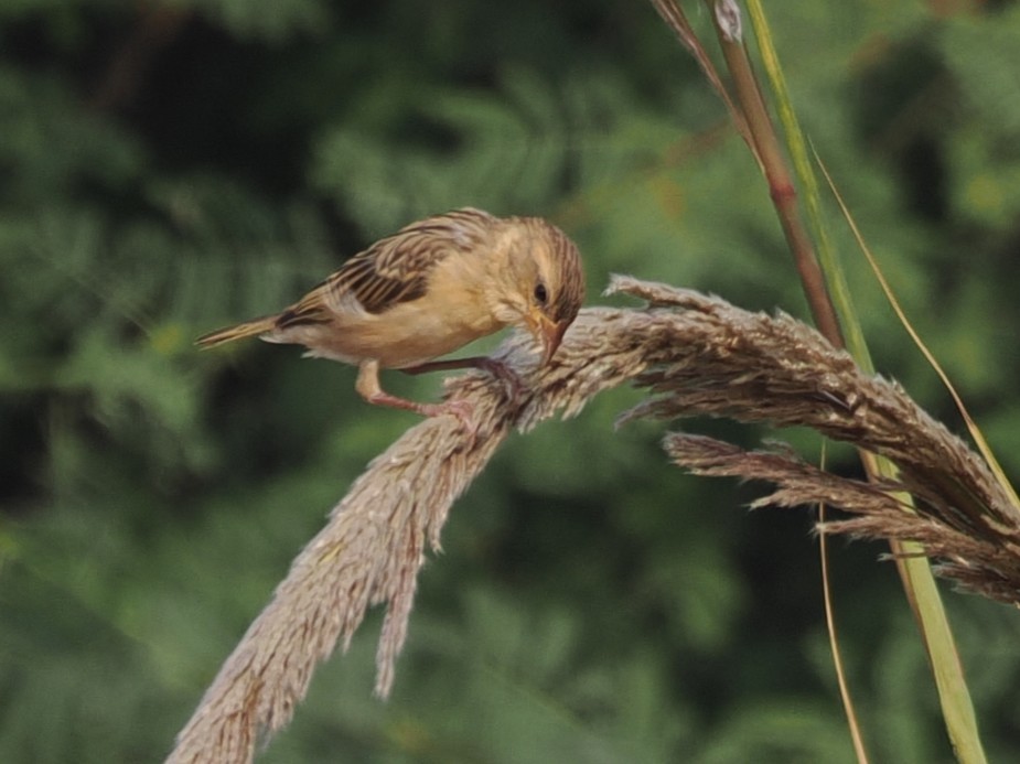 Baya Weaver - ML646784056