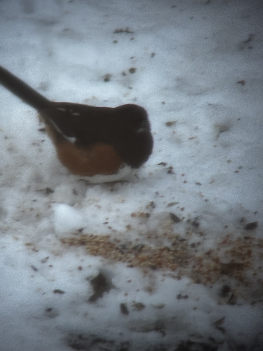 Eastern Towhee - ML646784057
