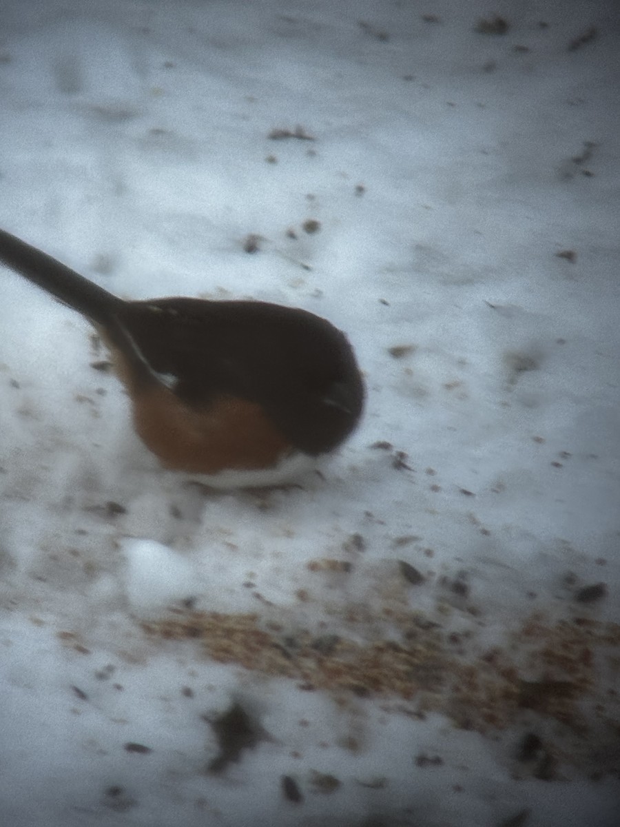 Eastern Towhee - ML646784058