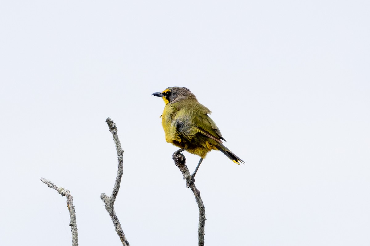 Gonolek bacbakiri - ML646784060