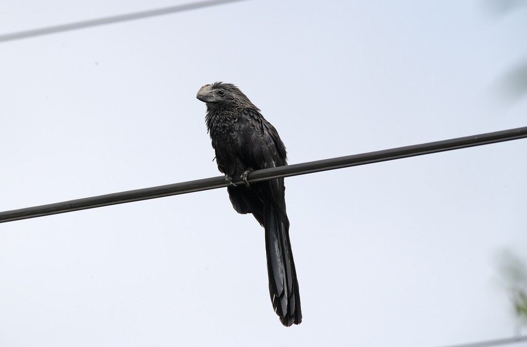Smooth-billed Ani - ML646784061