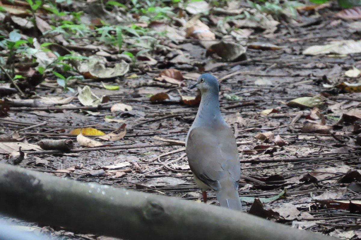 Gray-headed Dove - ML646784062