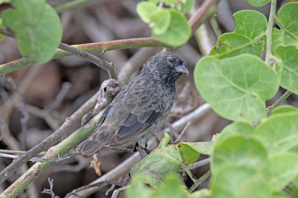 Small Ground-Finch - ML646784063