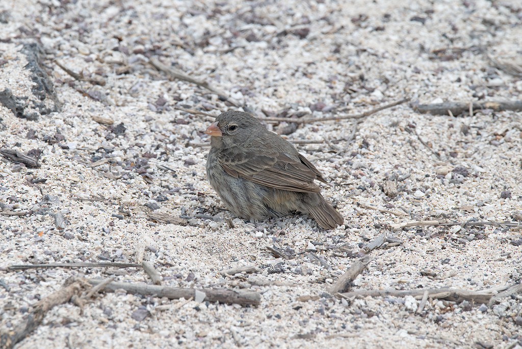 Small Ground-Finch - ML646784064