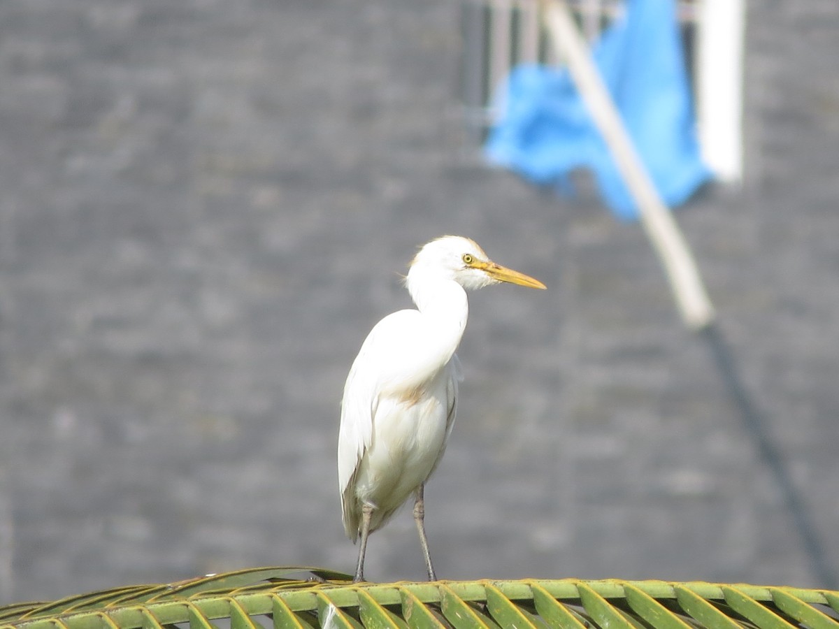 Eastern Cattle-Egret - ML646784067