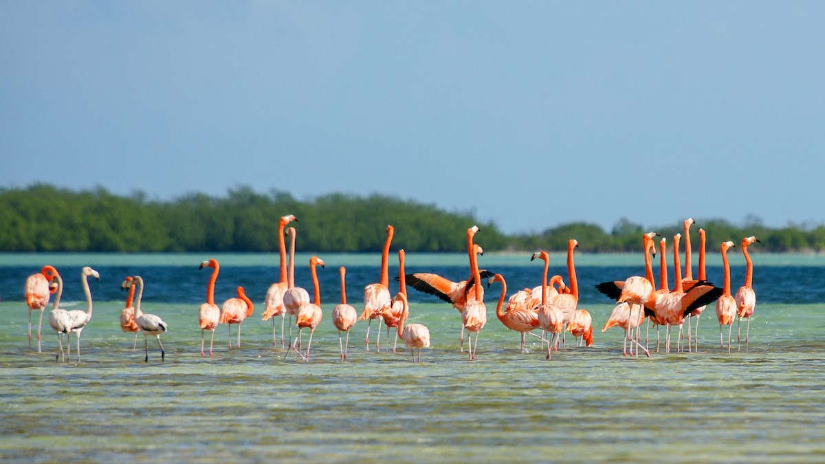 American Flamingo - ML646784068