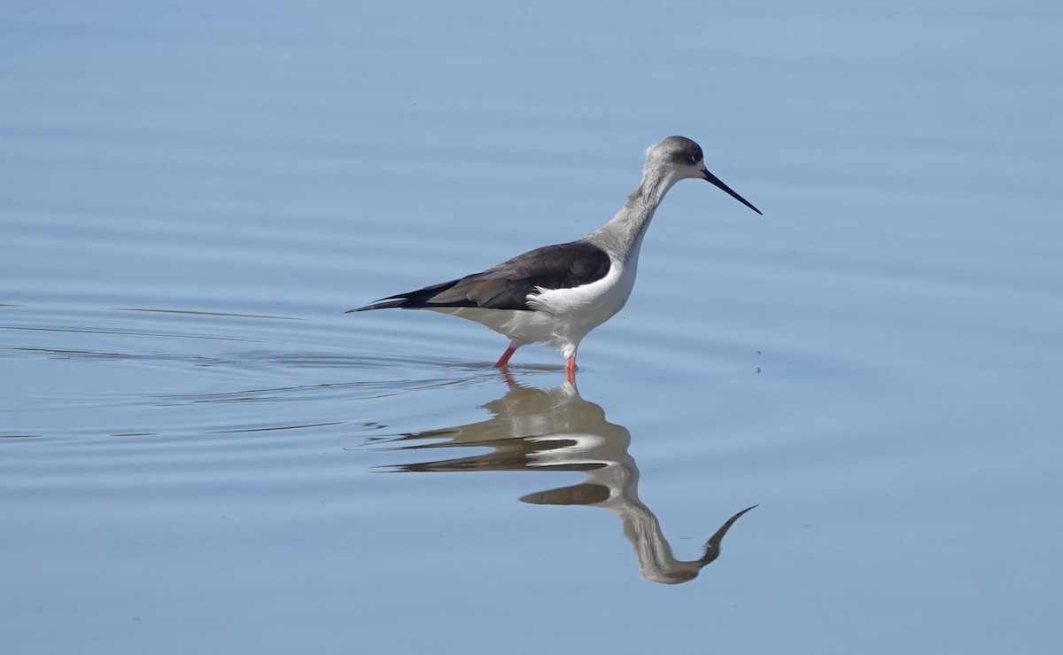 Кулик-довгоніг чорнокрилий - ML646784073