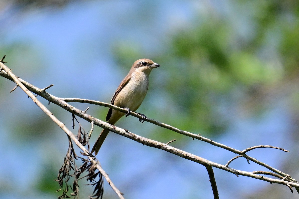 Pie-grièche brune - ML646784074