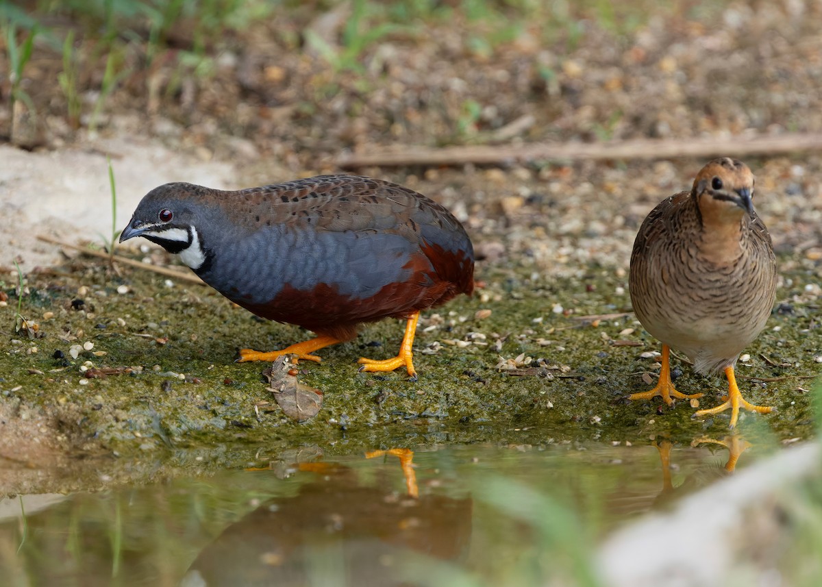 asiablåvaktel - ML646784075