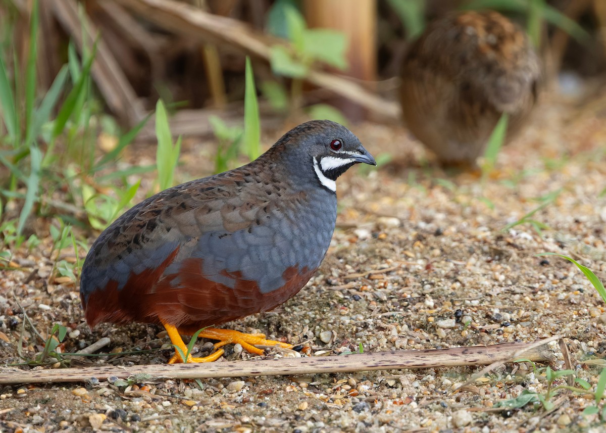 asiablåvaktel - ML646784076