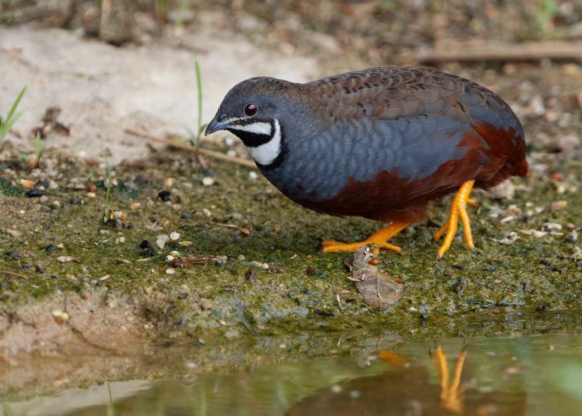 asiablåvaktel - ML646784077