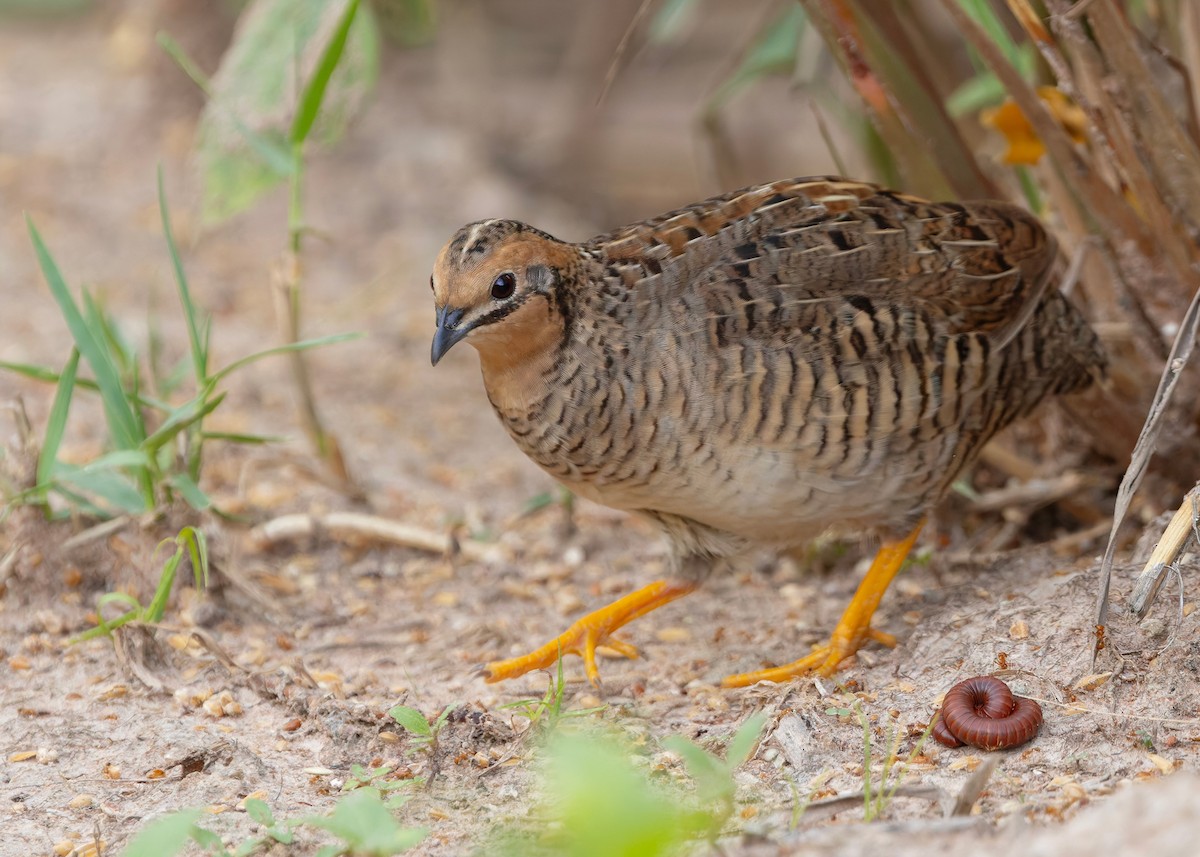 asiablåvaktel - ML646784078