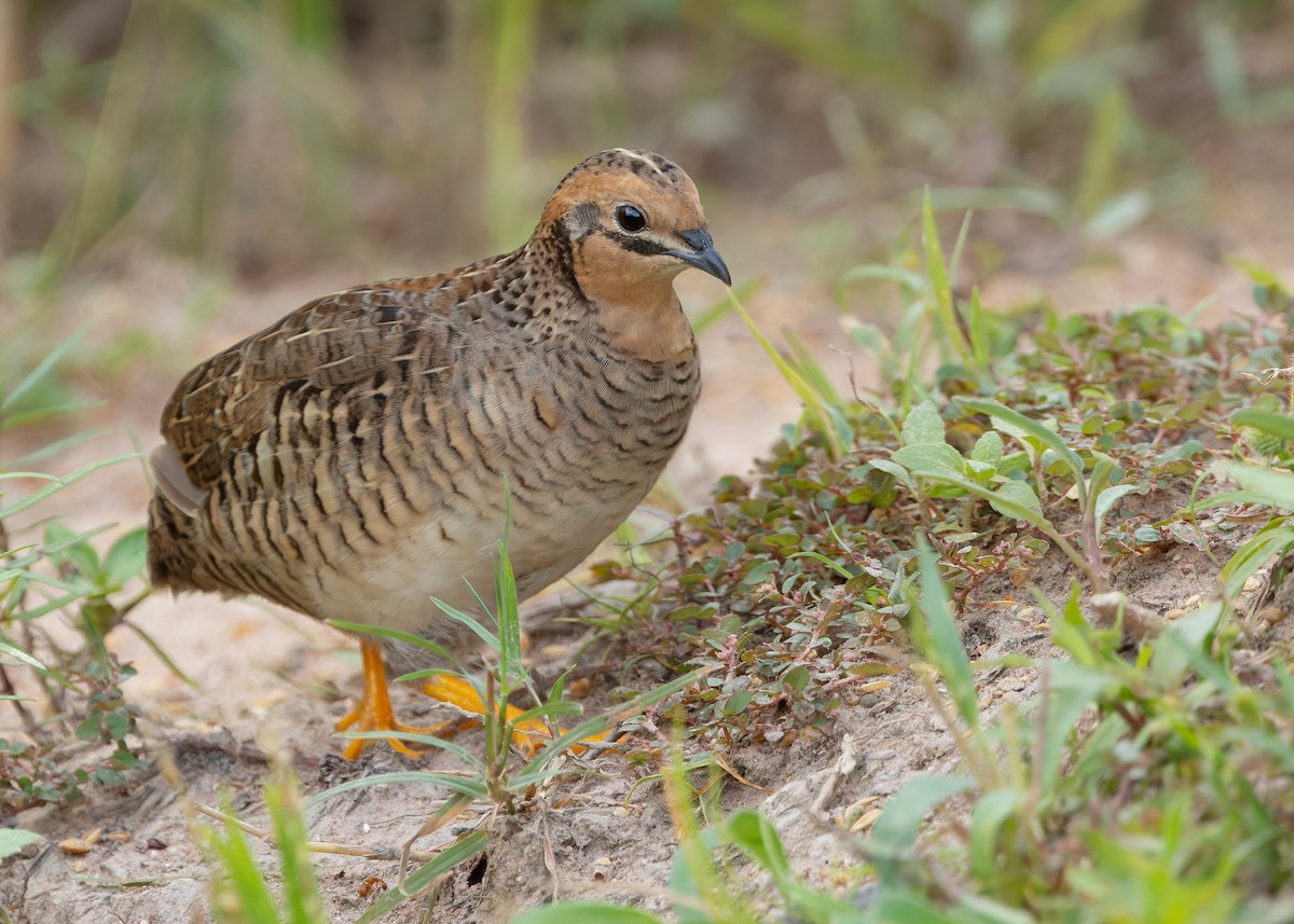 asiablåvaktel - ML646784079