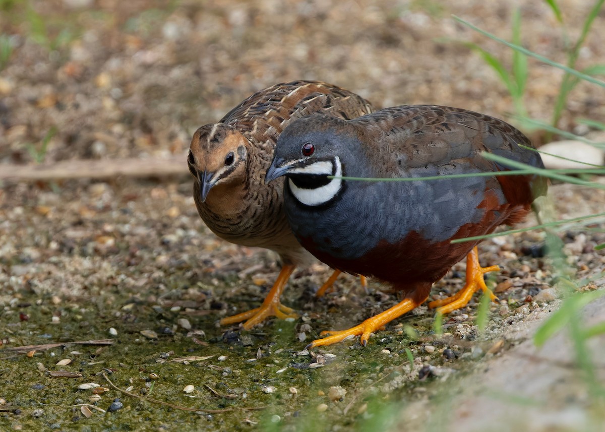 asiablåvaktel - ML646784080